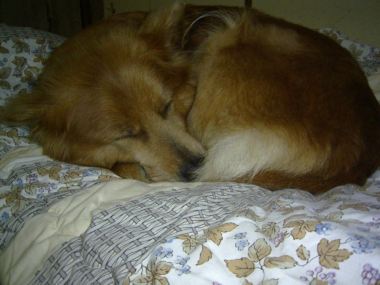 尻尾力 ムクムク秋田犬のblog 尻尾力 ムクムク秋田犬のblog