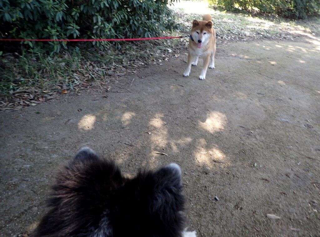 小太郎君のもう一つの秘密 ムクムク秋田犬のblog