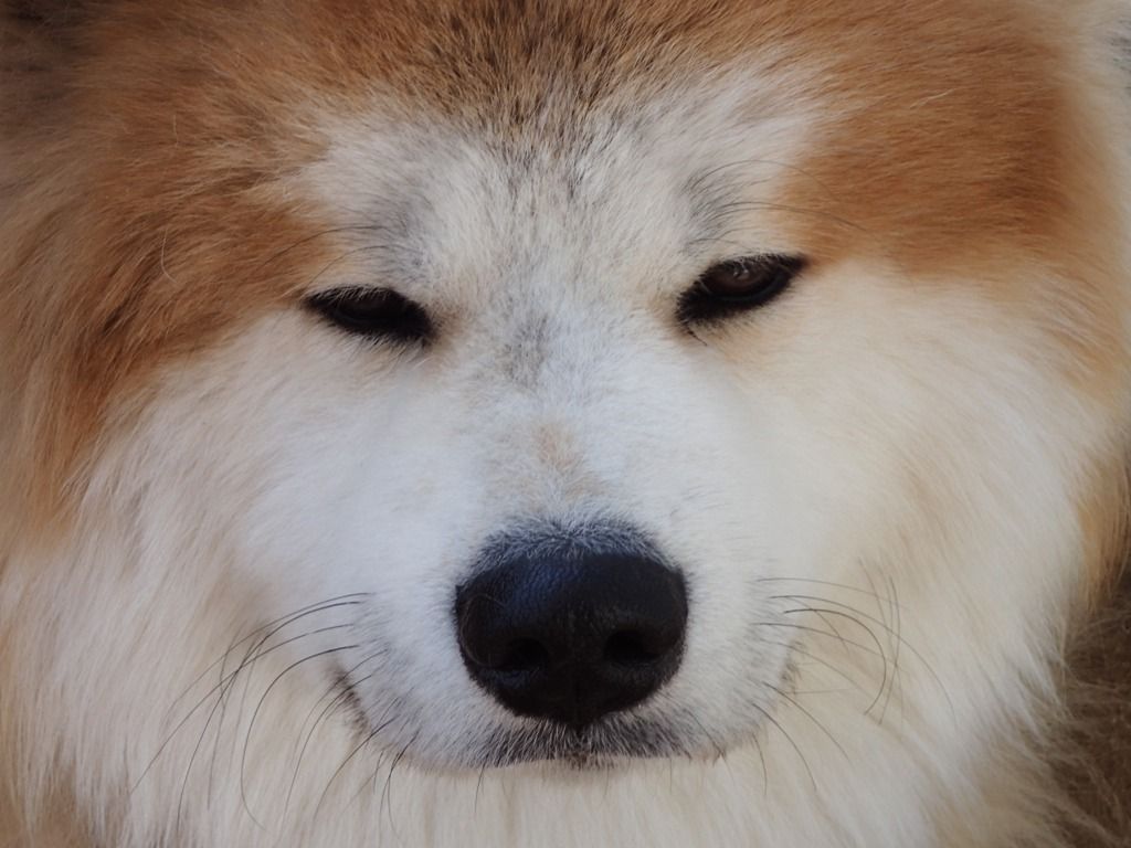 玉に瑕 ムクムク秋田犬のblog 玉に瑕 ムクムク秋田犬のblog