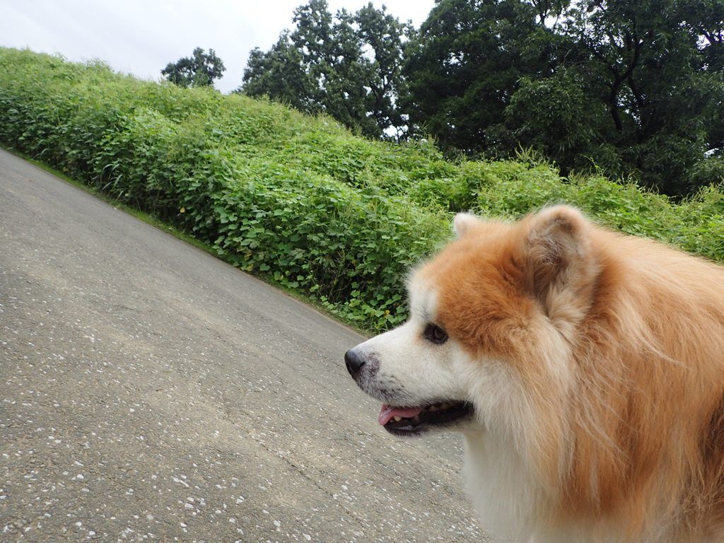 グリーンモンスターたちのその後 ムクムク秋田犬のblog グリーンモンスターたちのその後 ムクムク秋田犬のblog