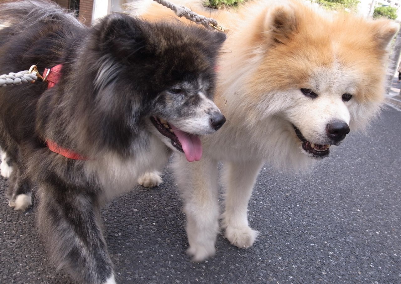 最も人気のある 秋田 犬 長毛 様々な日本の写真/写真