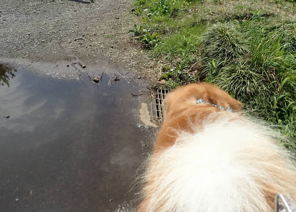 カムイ君の得意顔 ムクムク秋田犬のblog