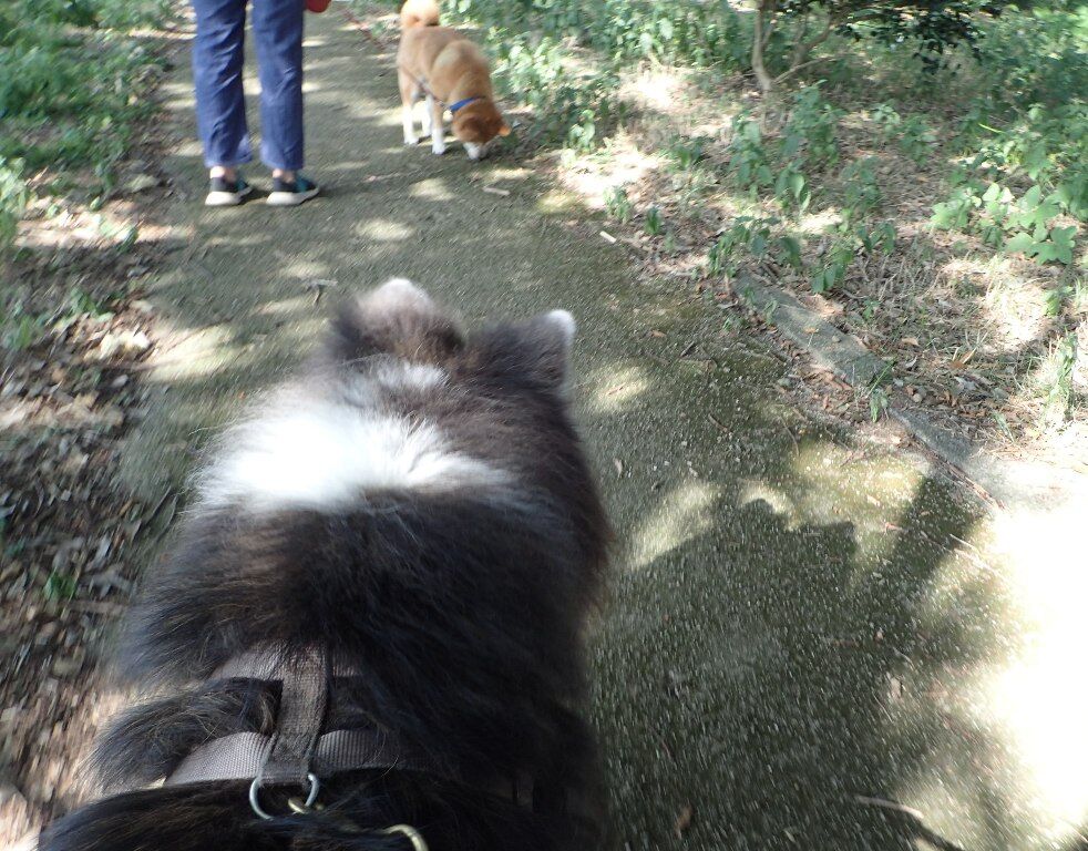 小太郎君のもう一つの秘密 ムクムク秋田犬のblog