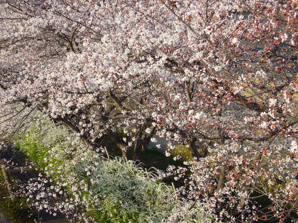 天理の桜 天理教語学院の前 ２０１１年４月６日 檸檬の木