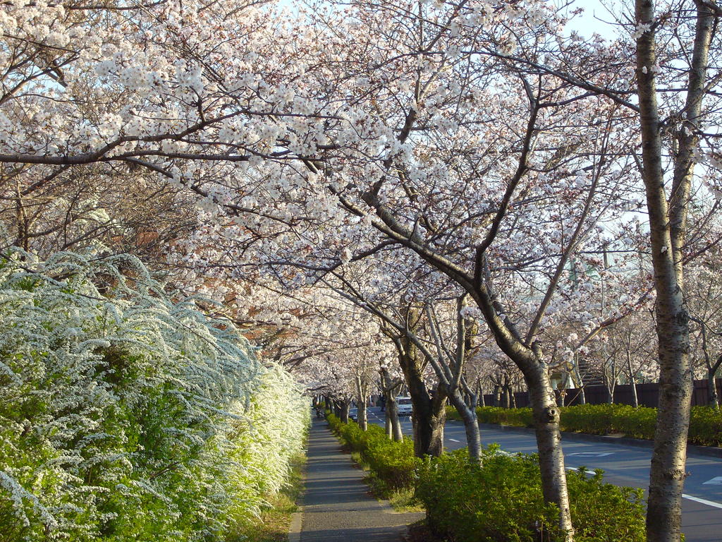 天理の桜 天理教語学院の前 ２０１１年４月６日 檸檬の木