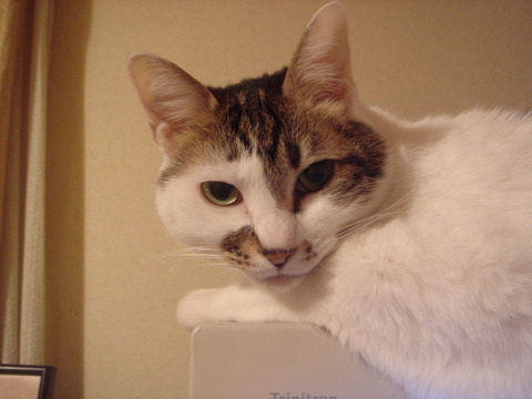 さちこモニタの上で