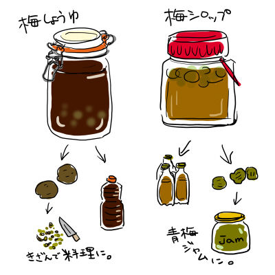 2013梅ライフ3