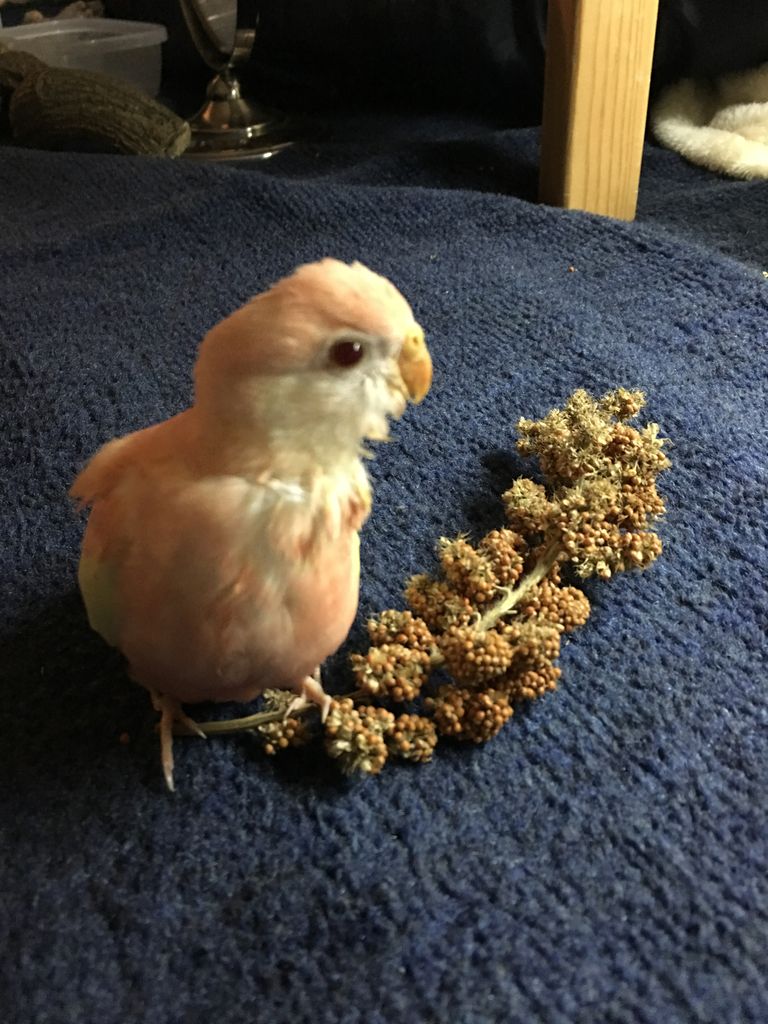 アキクサインコ飼育 こうも大雑把でいいのか ジャージ リリーの生態 ルビノーならではの苦難 かぁちゃんと小動物たち