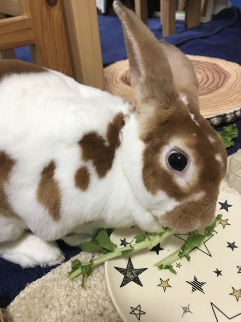 ミニレッキスうさぎ おもちちゃん かぁちゃんと小動物たち