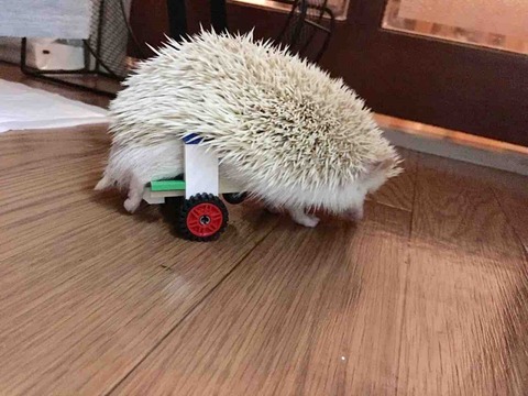 おこちゃん ペットショップ暮らしが長すぎたハリネズミ かぁちゃんと小動物たち