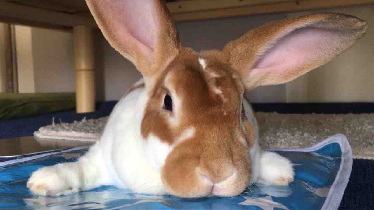 牧草食べ残し問題 かぁちゃんと小動物たち
