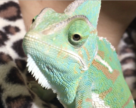 エボシカメレオン あったかいとこが好き 目だけ脱皮 かぁちゃんと小動物たち