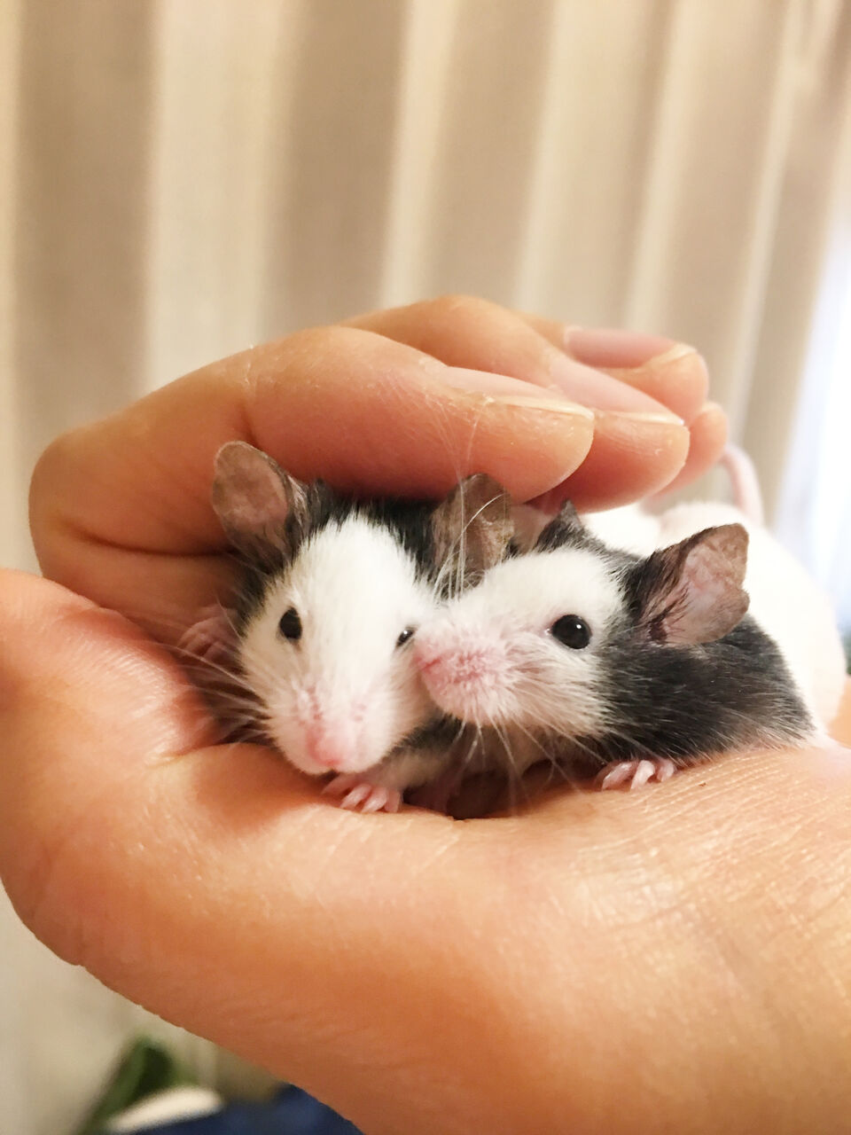 パンダネズミの事情 独特の臭い対策 寿命 かぁちゃんと小動物たち