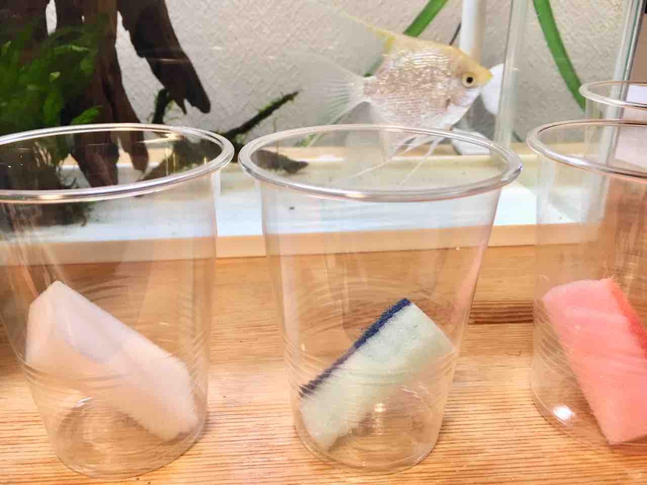 アクアリウム崩壊の記録2 ナイロンたわしのp H 確認してみた ちょっと意外な結果 かぁちゃんと小動物たち
