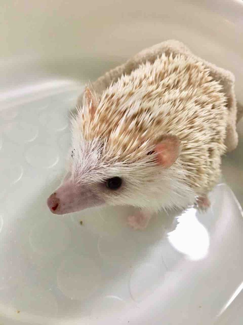 荒ハリネズミ飼育 そろそろ冬仕度 おこちゃん邸のメイン保温は暖突でなくて 結局電気毛布 かぁちゃんと小動物たち
