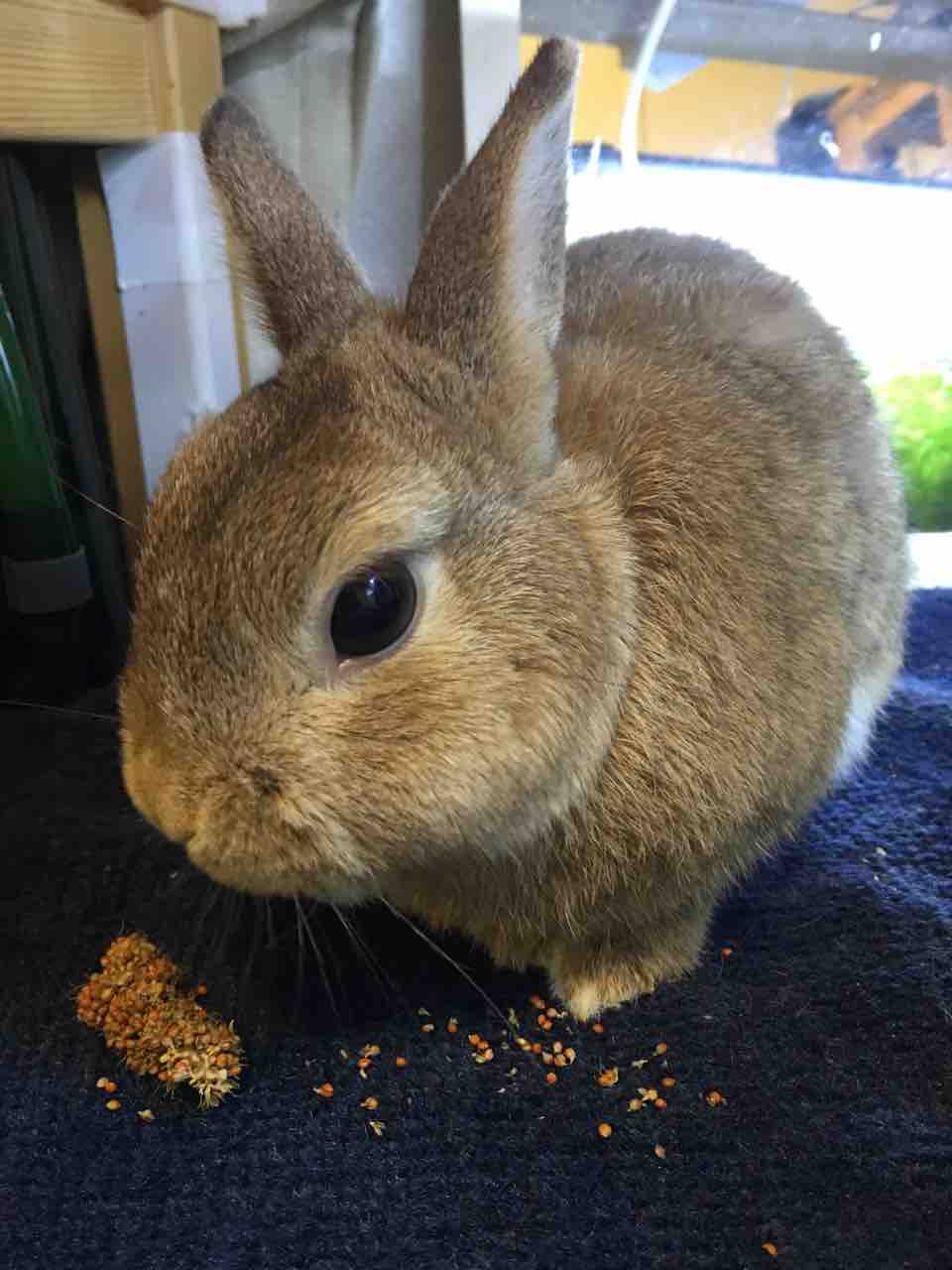 リクガメ かぁちゃんと小動物たち