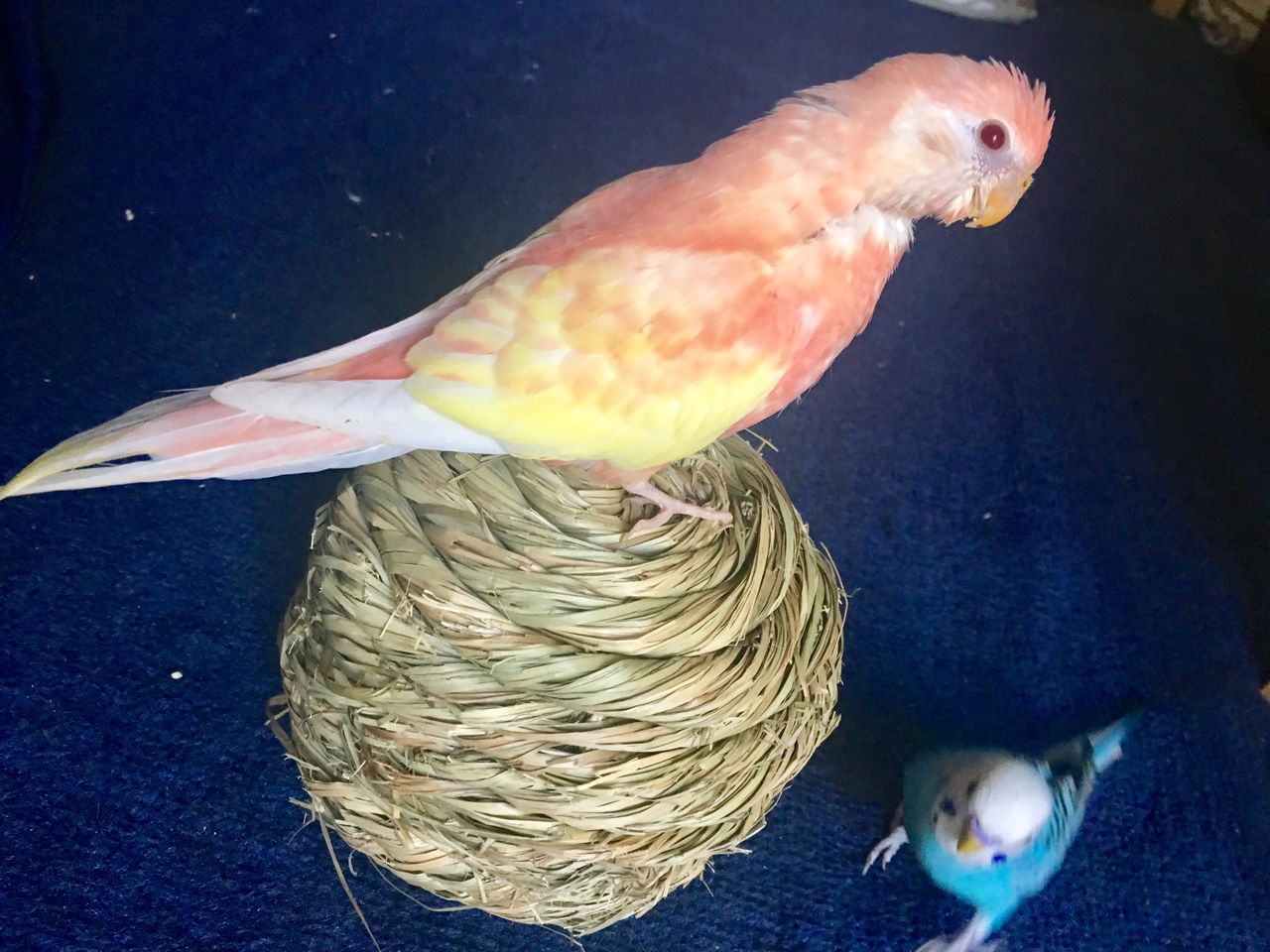 アキクサインコ飼育 こうも大雑把でいいのか ジャージ リリーの生態 ルビノーならではの苦難 かぁちゃんと小動物たち