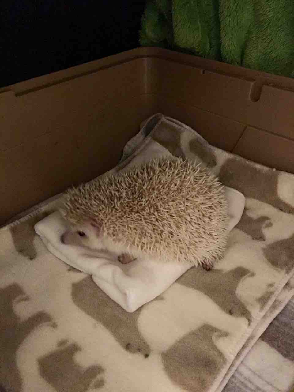 荒ハリネズミ飼育:あれこれ構ってやらない方がいい、多感な