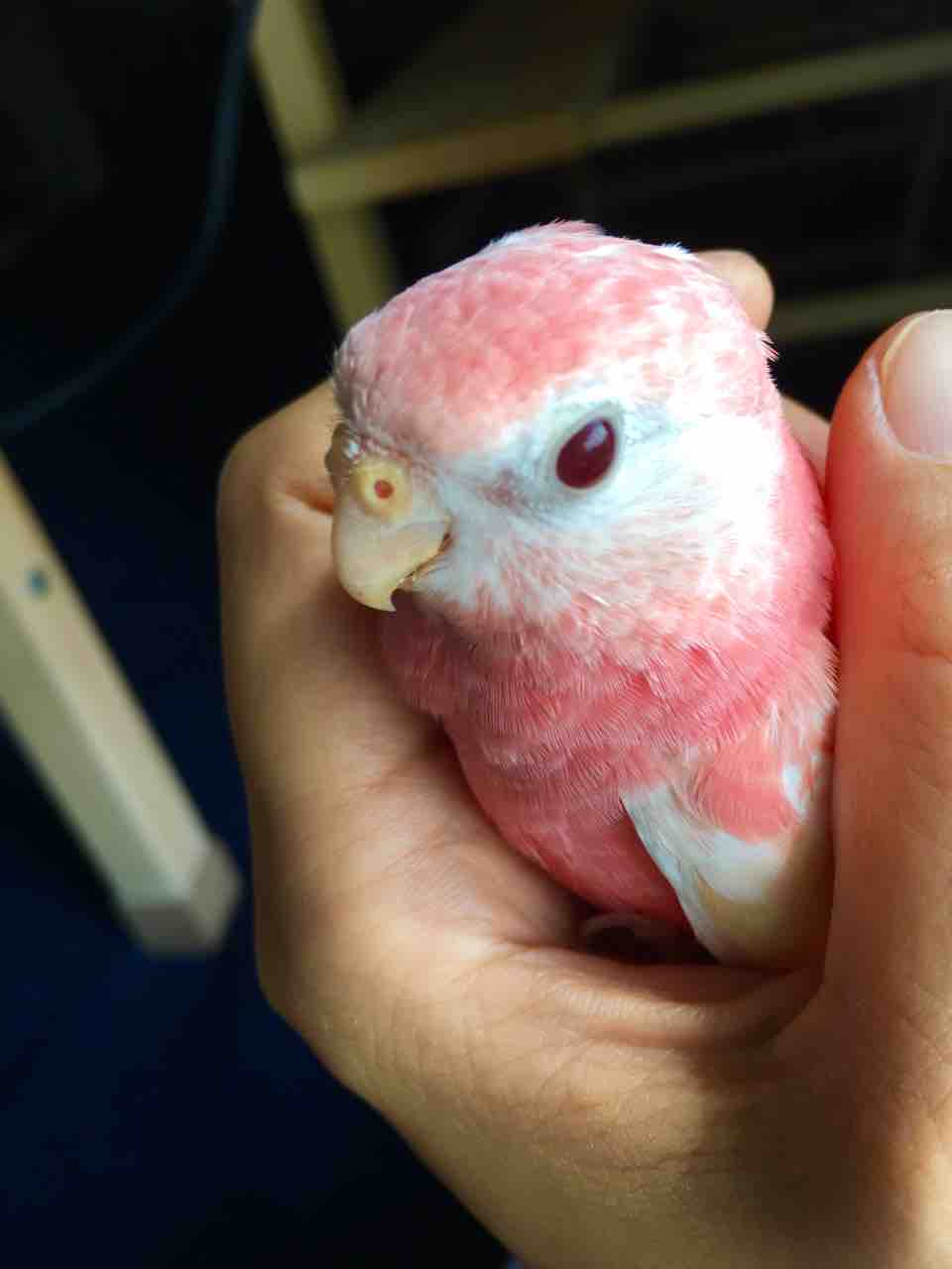 アキクサインコ飼育 ピンクのインコ ジャージャー リリー 他のインコとどう遊ぶか 文鳥にとっては天敵 かぁちゃんと小動物たち