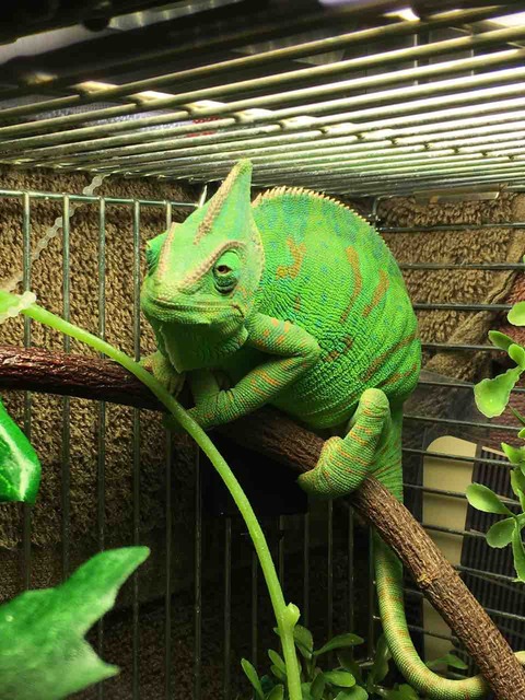 エボシカメレオン飼育 目かゆい エボシカメレオン 棒に目をぎゅうぎゅうする 動画あります かぁちゃんと小動物たち