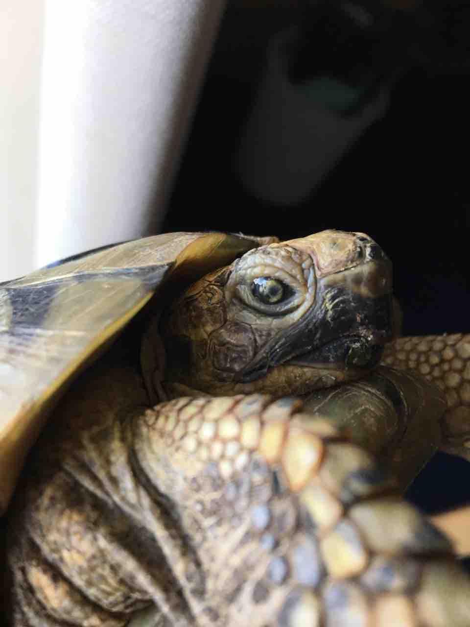 ギリシャリクガメ飼育 ララァの右目が白いまま 通院中 虹彩炎のその後の話と 大河ドラマ伊達政宗がすごい件 かぁちゃんと小動物たち