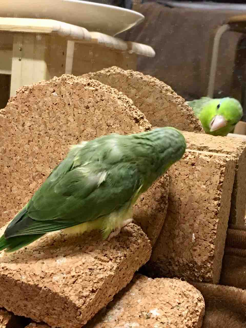 インコ かぁちゃんと小動物たち インコ かぁちゃんと小動物たち