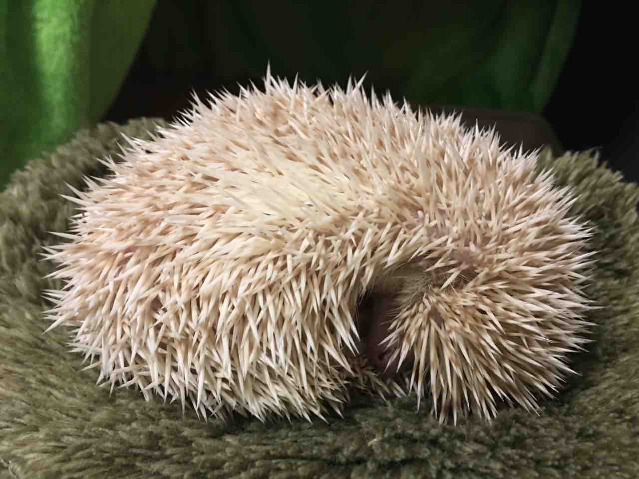 荒ハリネズミ飼育:あれこれ構ってやらない方がいい、多感な