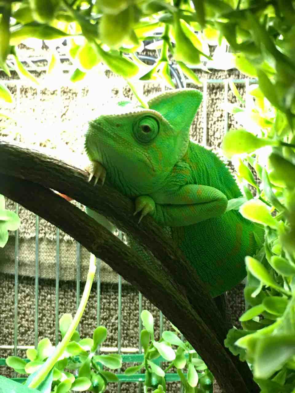 エボシカメレオンのお腹をポヨポヨしていたらそっと拒否られる 動画 かぁちゃんと小動物たち