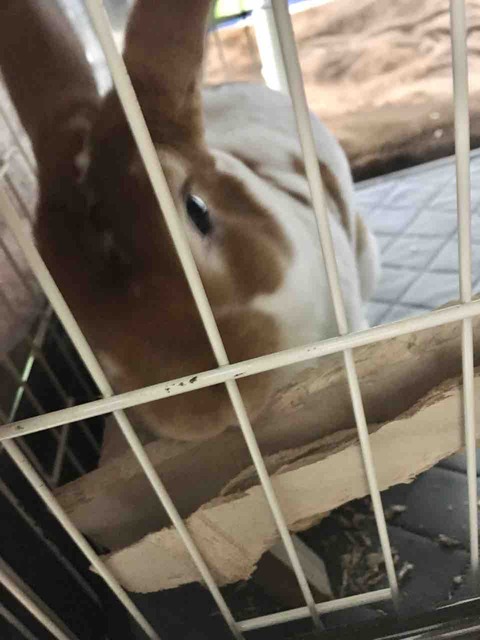 ミニレッキスうさぎ おもちちゃん かぁちゃんと小動物たち