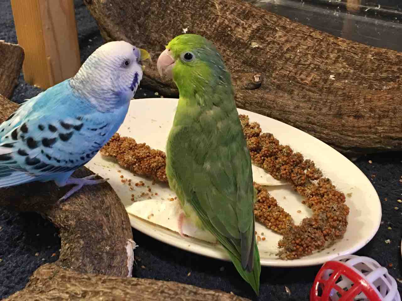 小鳥の飼育 手乗りインコオウム専門店こんぱまるへ 久々ドライブは 小鳥大好き 赤い粟穂を買いに かぁちゃんと小動物たち 小鳥の飼育 手乗りインコオウム専門店こんぱまるへ 久々ドライブは 小鳥大好き 赤い粟穂を買いに かぁちゃんと小動物たち