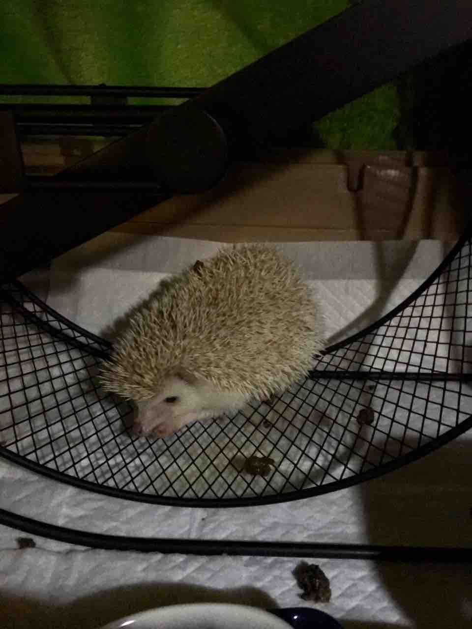 荒ハリネズミ飼育 ただいま23時 夜のおこちゃん 撮影に成功 春の訪れを告げる香り かぁちゃんと小動物たち