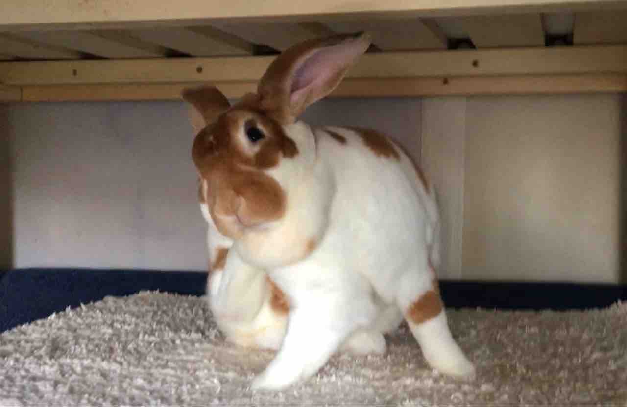 牧草食べ残し問題 かぁちゃんと小動物たち