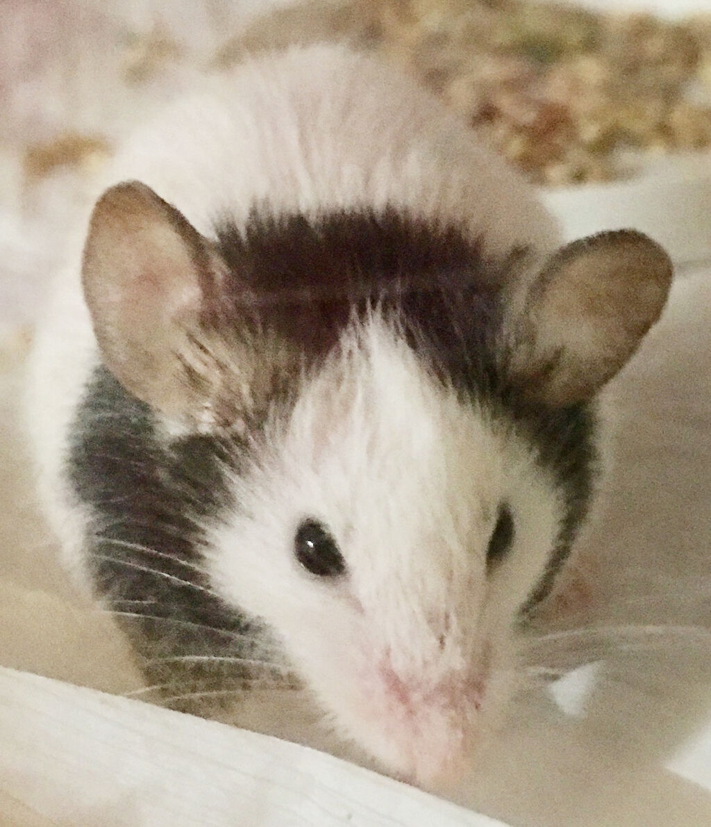 パンダネズミの事情 独特の臭い対策 寿命 かぁちゃんと小動物たち