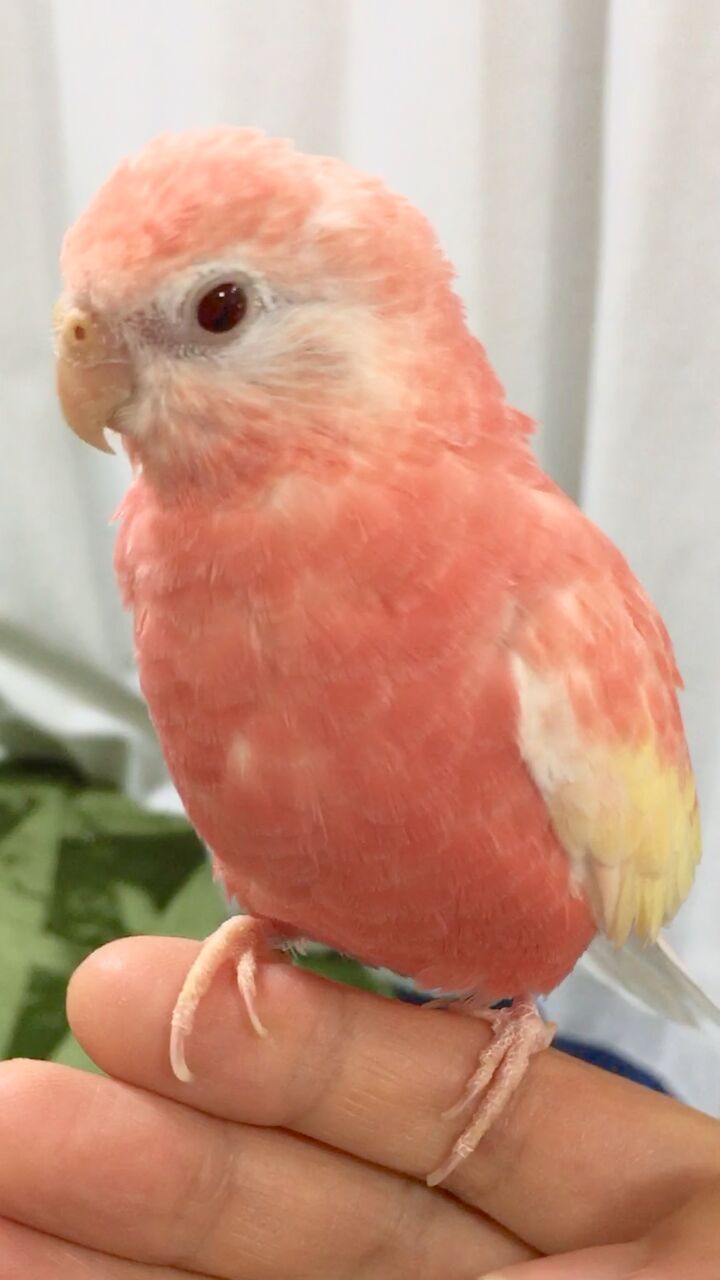 アキクサインコ 手乗り かぁちゃんと小動物たち