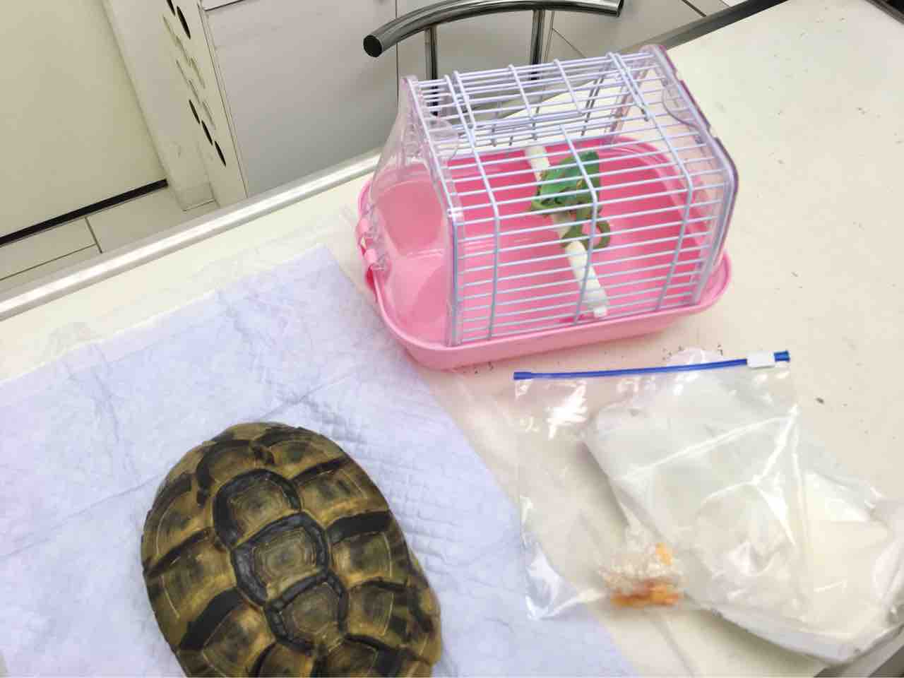 ギリシャリクガメ かぁちゃんと小動物たち