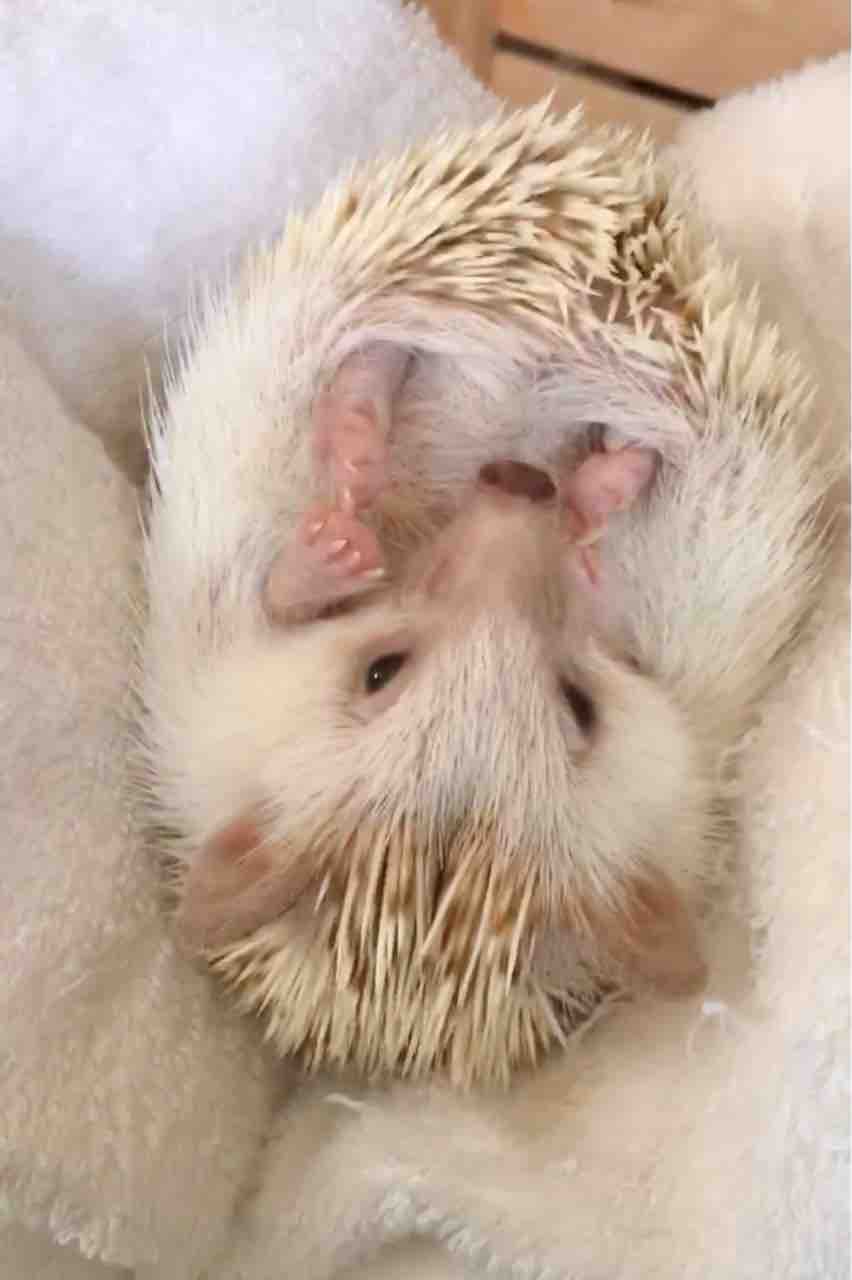 やさしいハリネズミのたろう かぁちゃんと小動物たち やさしいハリネズミのたろう かぁちゃんと小動物たち