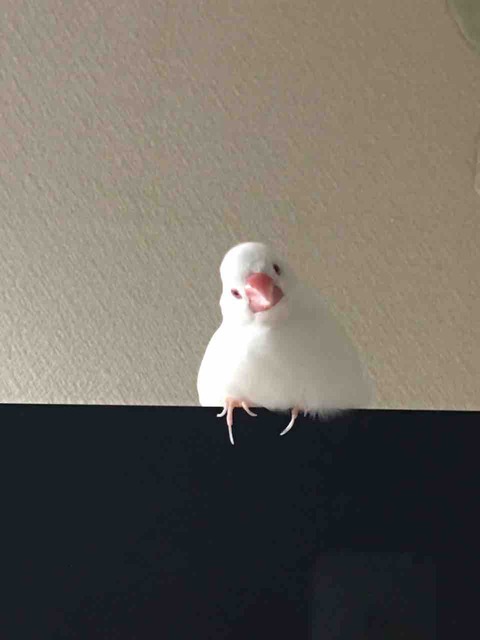 インコ かぁちゃんと小動物たち インコ かぁちゃんと小動物たち