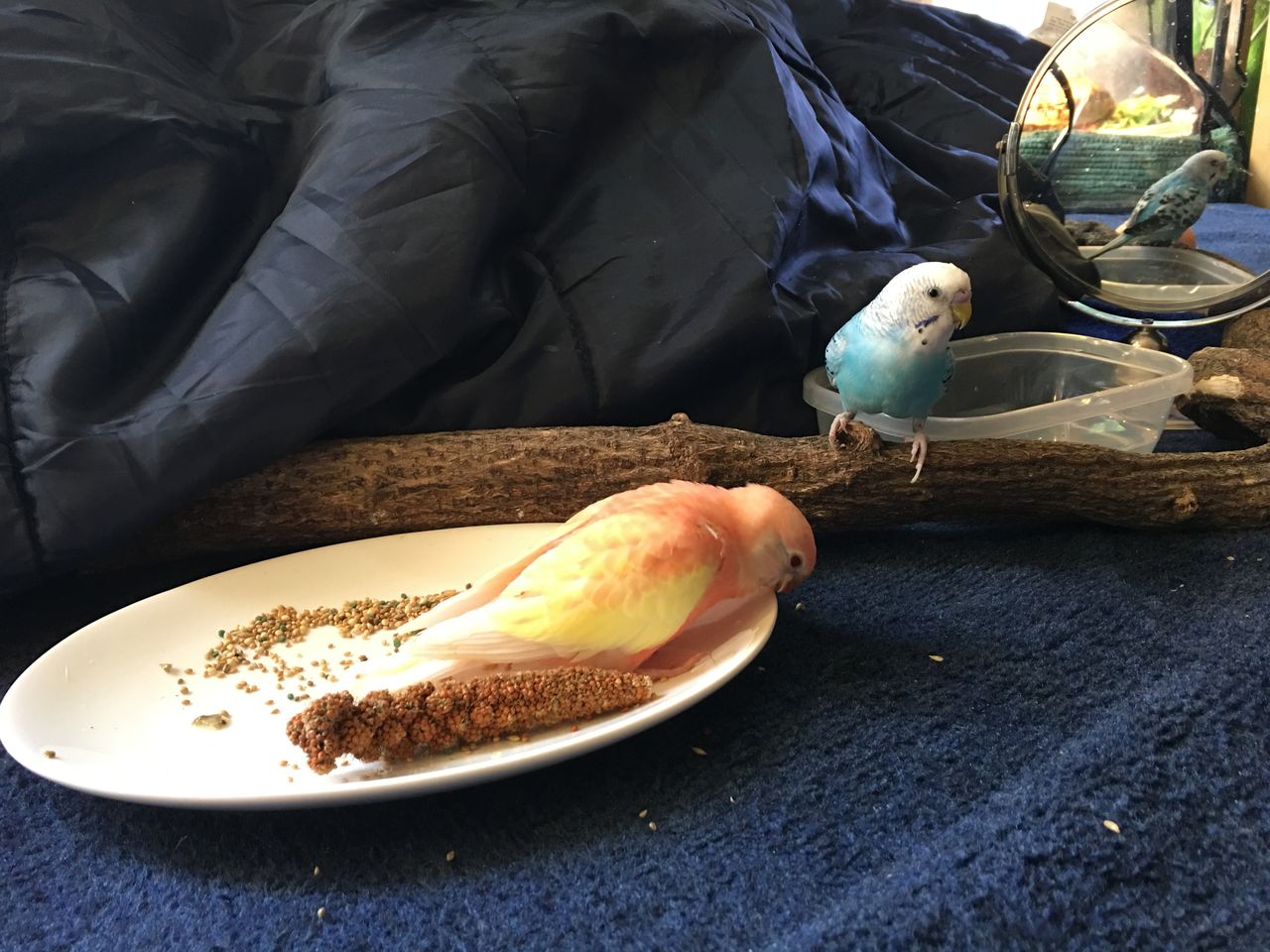 アキクサインコ飼育 こうも大雑把でいいのか ジャージ リリーの生態 ルビノーならではの苦難 かぁちゃんと小動物たち