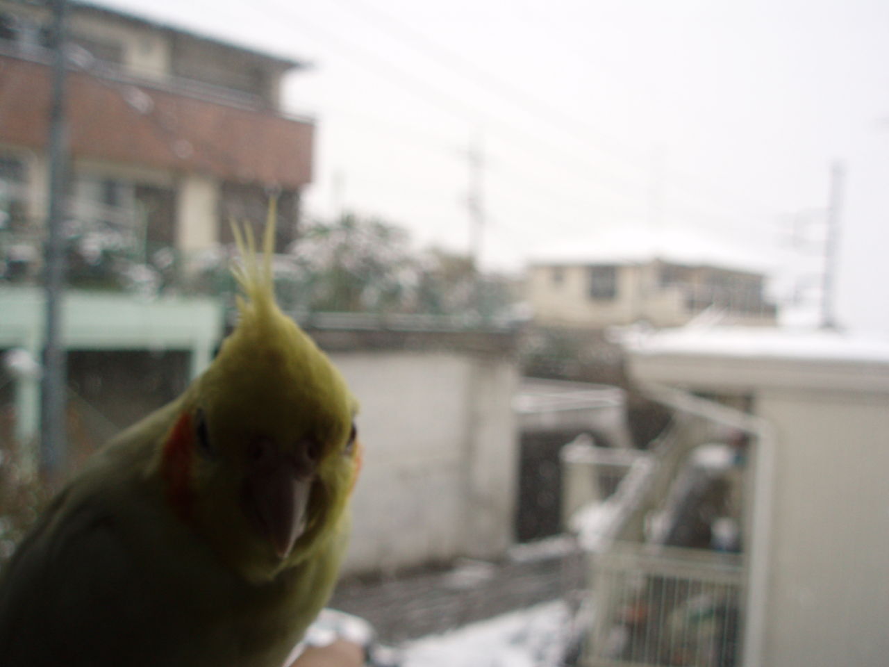 オカメインコと雪とコタツ W むぅむぅはうす日記