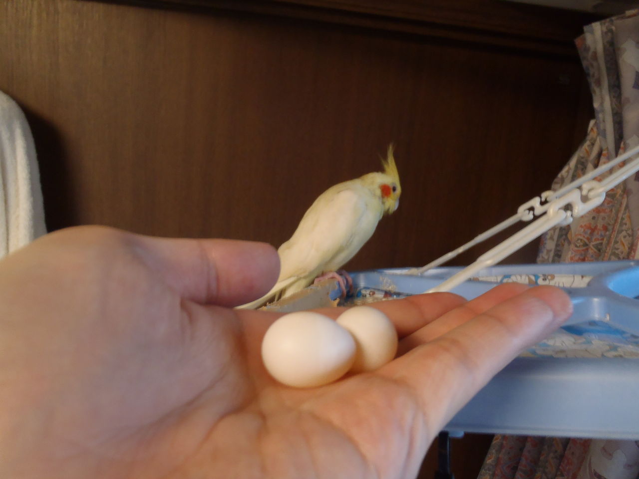 オカメインコのぷりの抱卵が終わりました 朝と夜でぷりのモードが完全に切り替わってました(*'∀') : むぅむぅはうす日記 オカメインコのぷりの抱卵が終わりました 朝と夜でぷりのモードが完全に切り替わってました(*'∀') : むぅむぅはうす日記