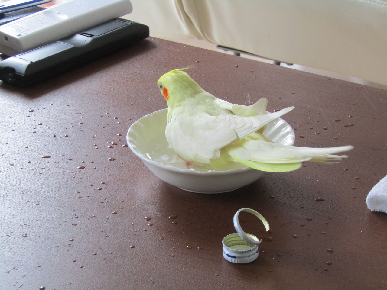 オカメインコのぷりが沖縄で4個目の卵を産みました 水浴びしたりして楽しんでいるようです むぅむぅはうす日記 オカメインコのぷりが沖縄で4個目の卵を産みました 水浴びしたりして楽しんでいるようです むぅむぅはうす日記