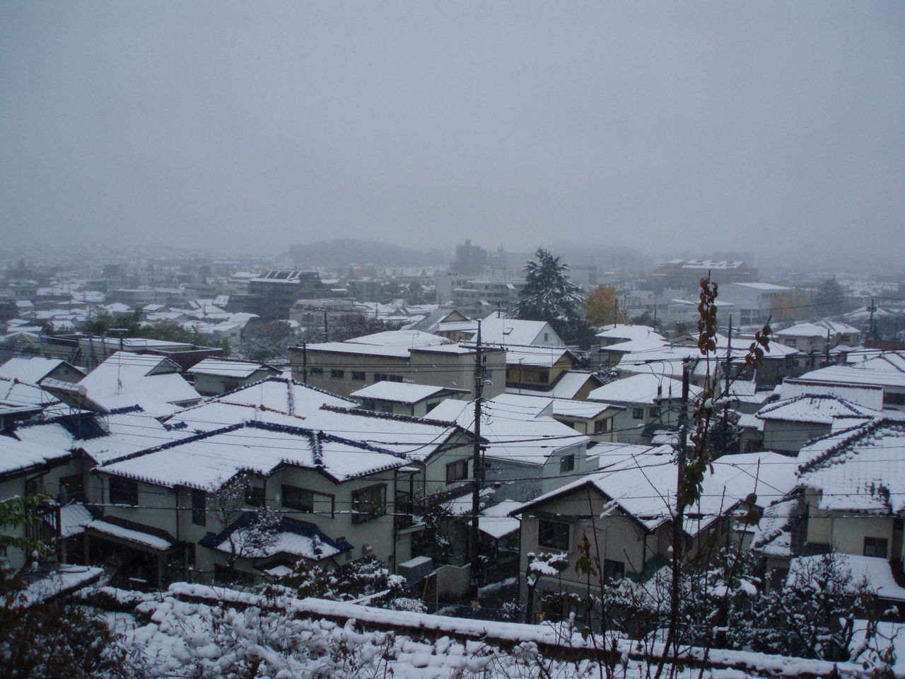 オカメインコと雪とコタツ W むぅむぅはうす日記