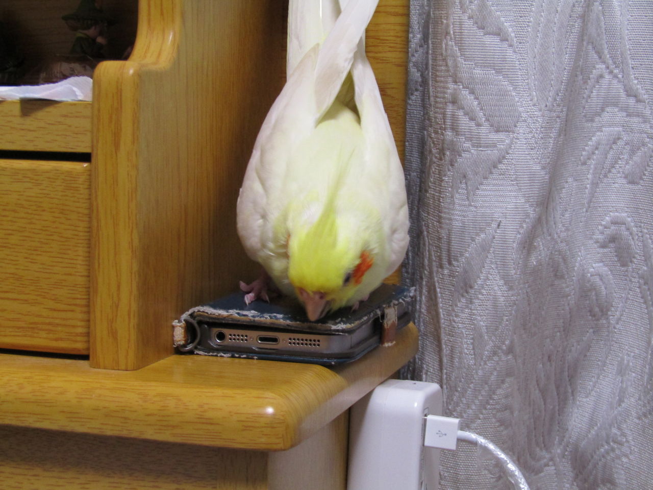 オカメインコのぷりが悪さをする瞬間を激写しました いけないことほどやりたがる それがぷりです むぅむぅはうす日記