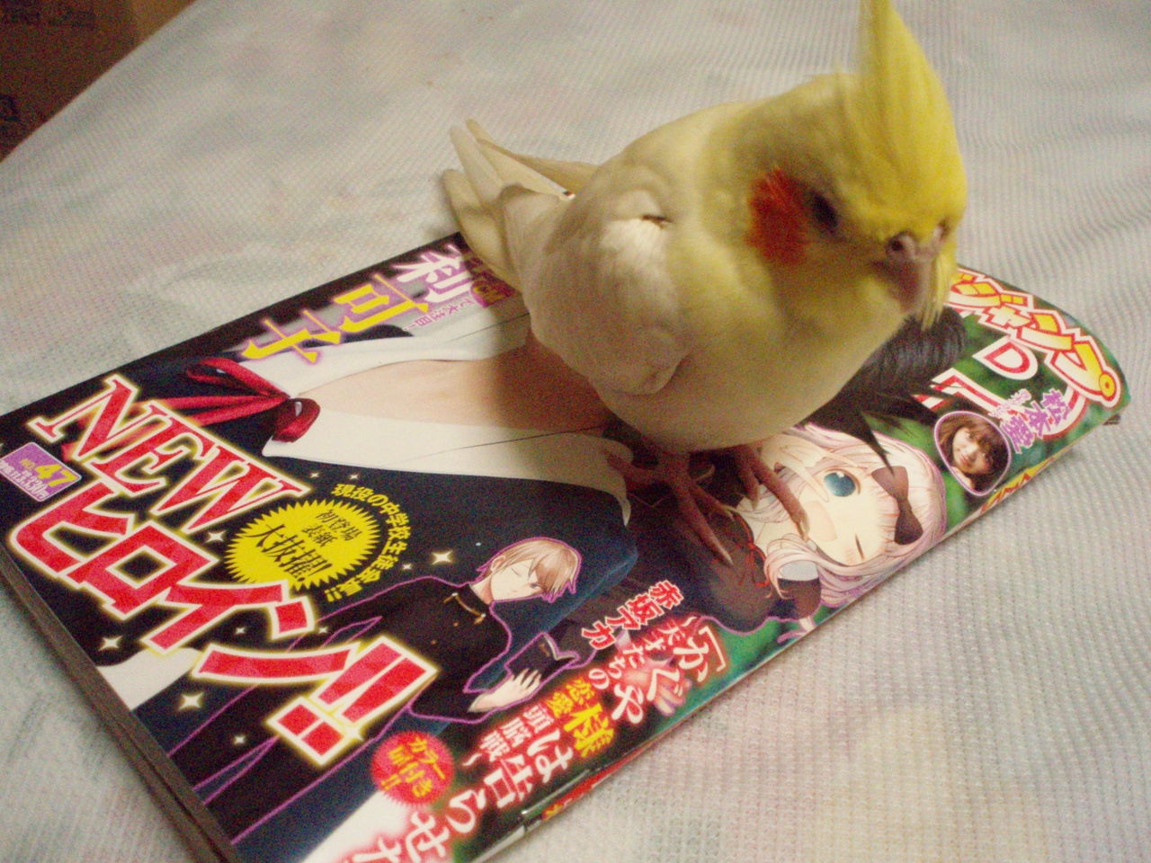 ヤングジャンプ むぅむぅはうす日記 ヤングジャンプ むぅむぅはうす日記