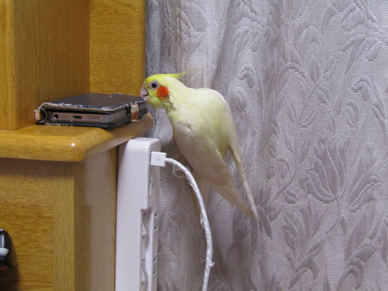 オカメインコのぷりが悪さをする瞬間を激写しました いけないことほどやりたがる それがぷりです むぅむぅはうす日記