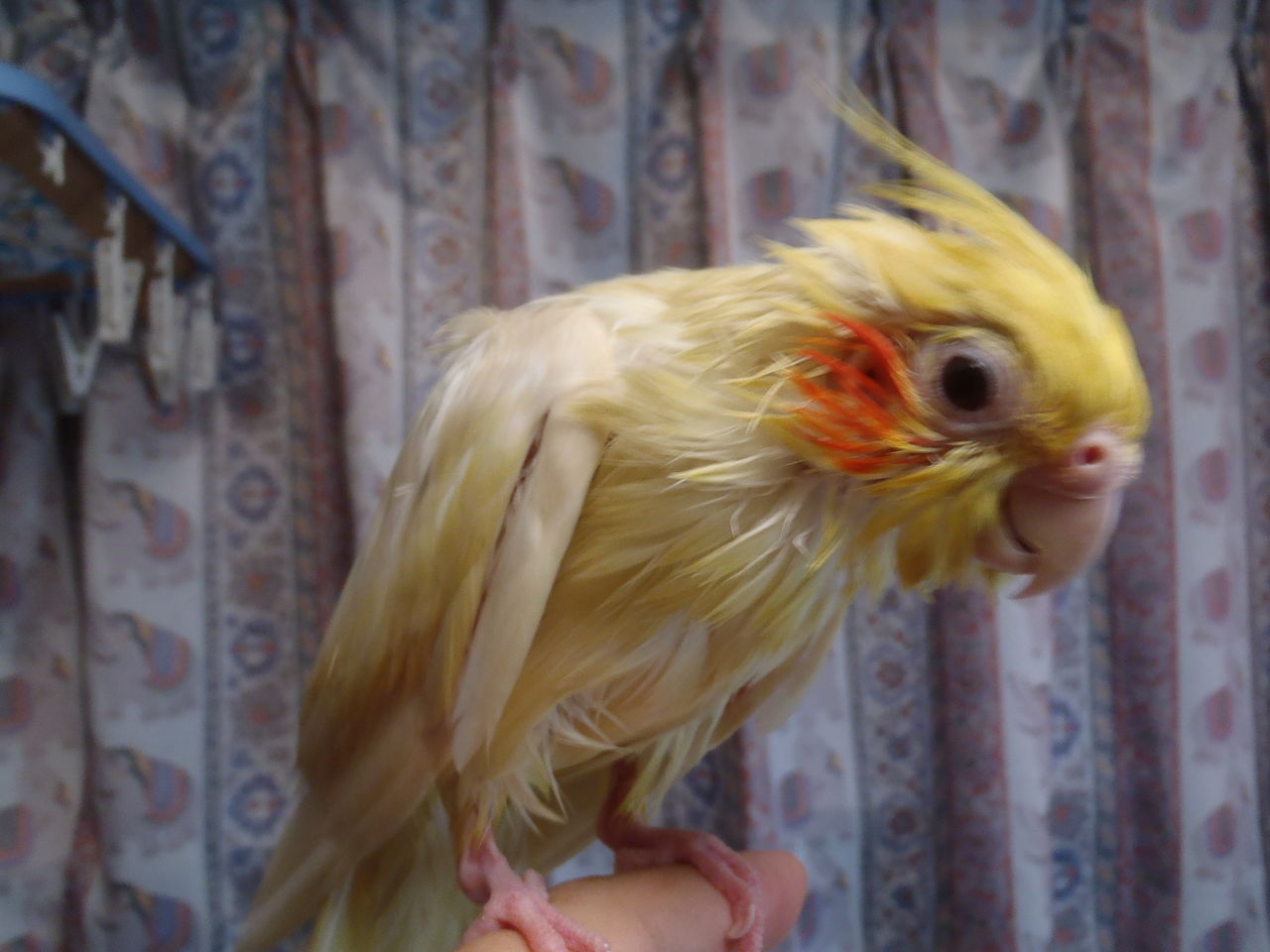 オカメインコのぷりが卵をずっと温めて薄汚れていたので水洗いされました D むぅむぅはうす日記 オカメインコのぷりが卵をずっと温めて薄汚れていたので水洗いされました D むぅむぅはうす日記