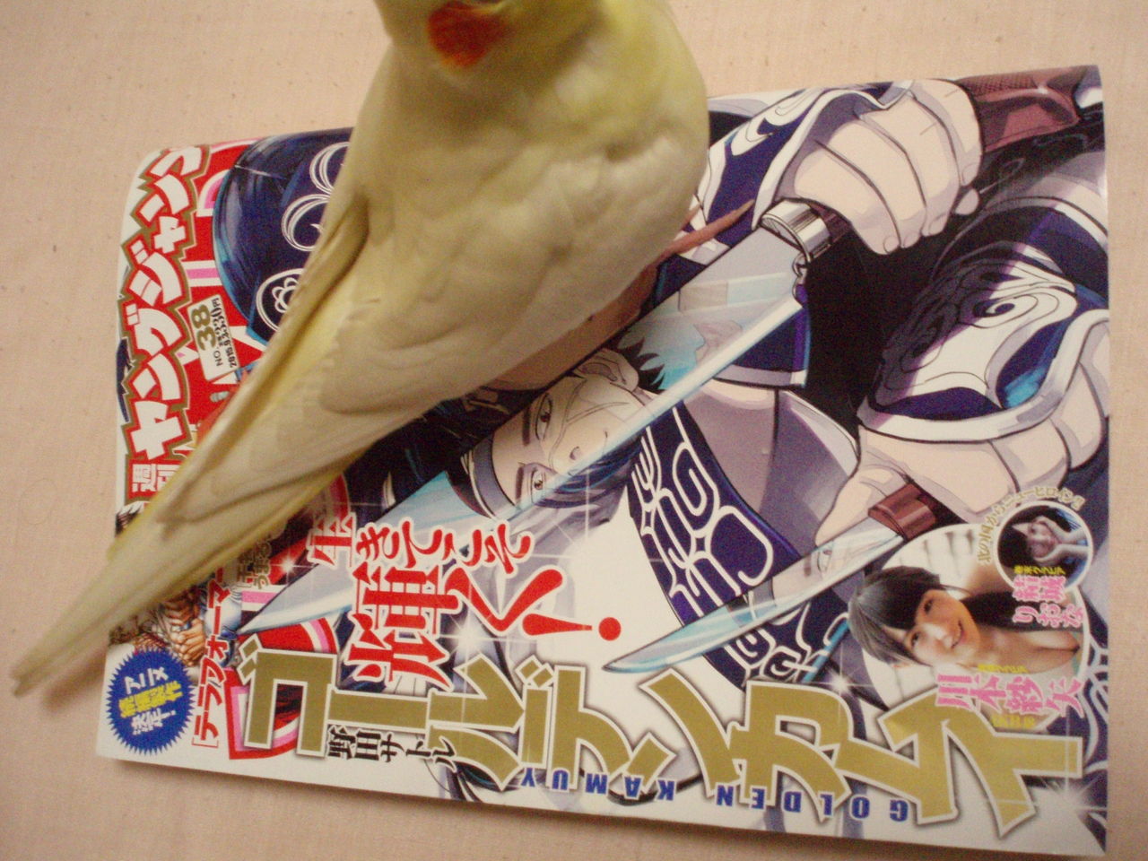 8月日 今週のヤングジャンプとチャンピオン 感想とか むぅむぅはうす日記