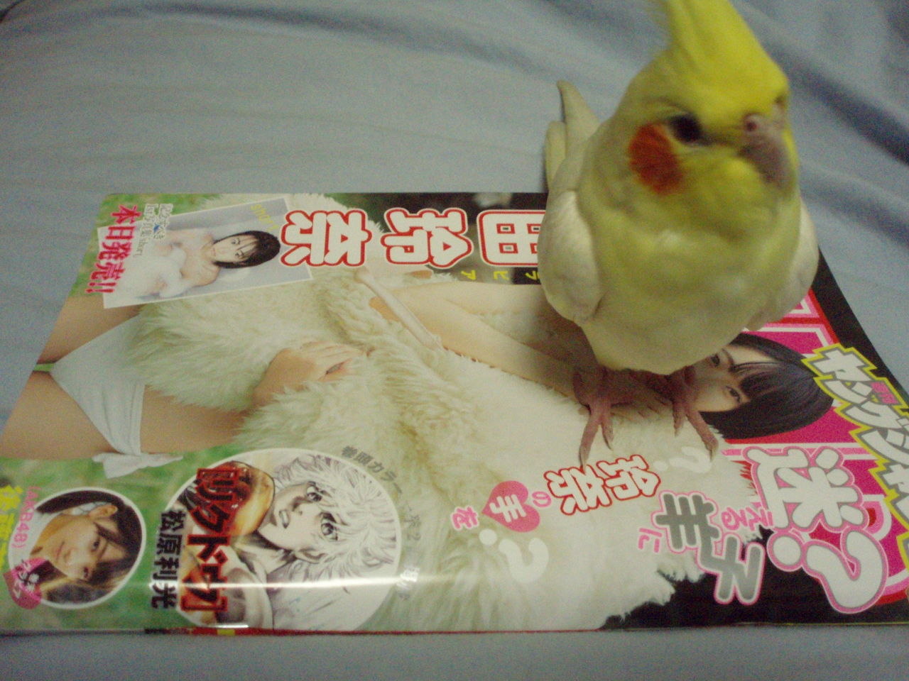 ヤングジャンプ むぅむぅはうす日記