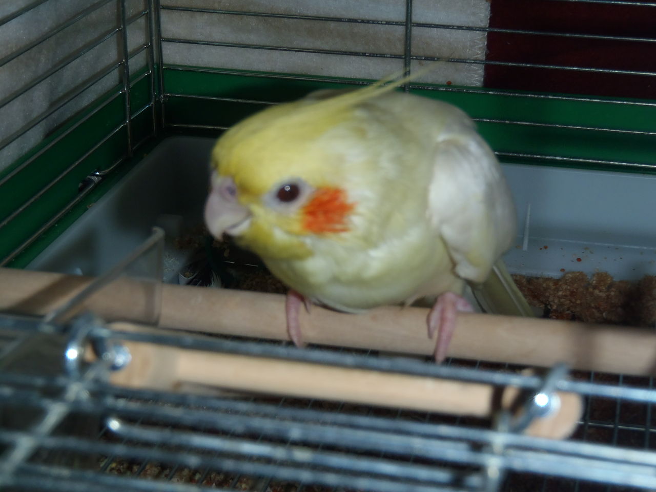 オカメインコのぷりが卵を没収されて無理矢理元の生活に戻されました???? : むぅむぅはうす日記 オカメインコのぷりが卵を没収されて無理矢理元の生活に戻されました???? : むぅむぅはうす日記