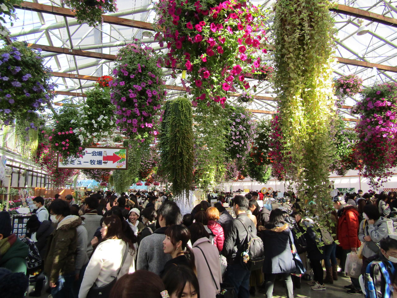 静岡県の掛川花鳥園の冬のことり万博に行ってきました 人が多すぎてコ ケみたいでした ゚d゚ むぅむぅはうす日記 静岡県の掛川花鳥園の冬のことり万博に行ってきました 人が多すぎてコ ケみたいでした ゚d゚ むぅむぅはうす日記
